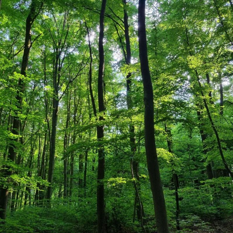 Bild von einem grünen Wald